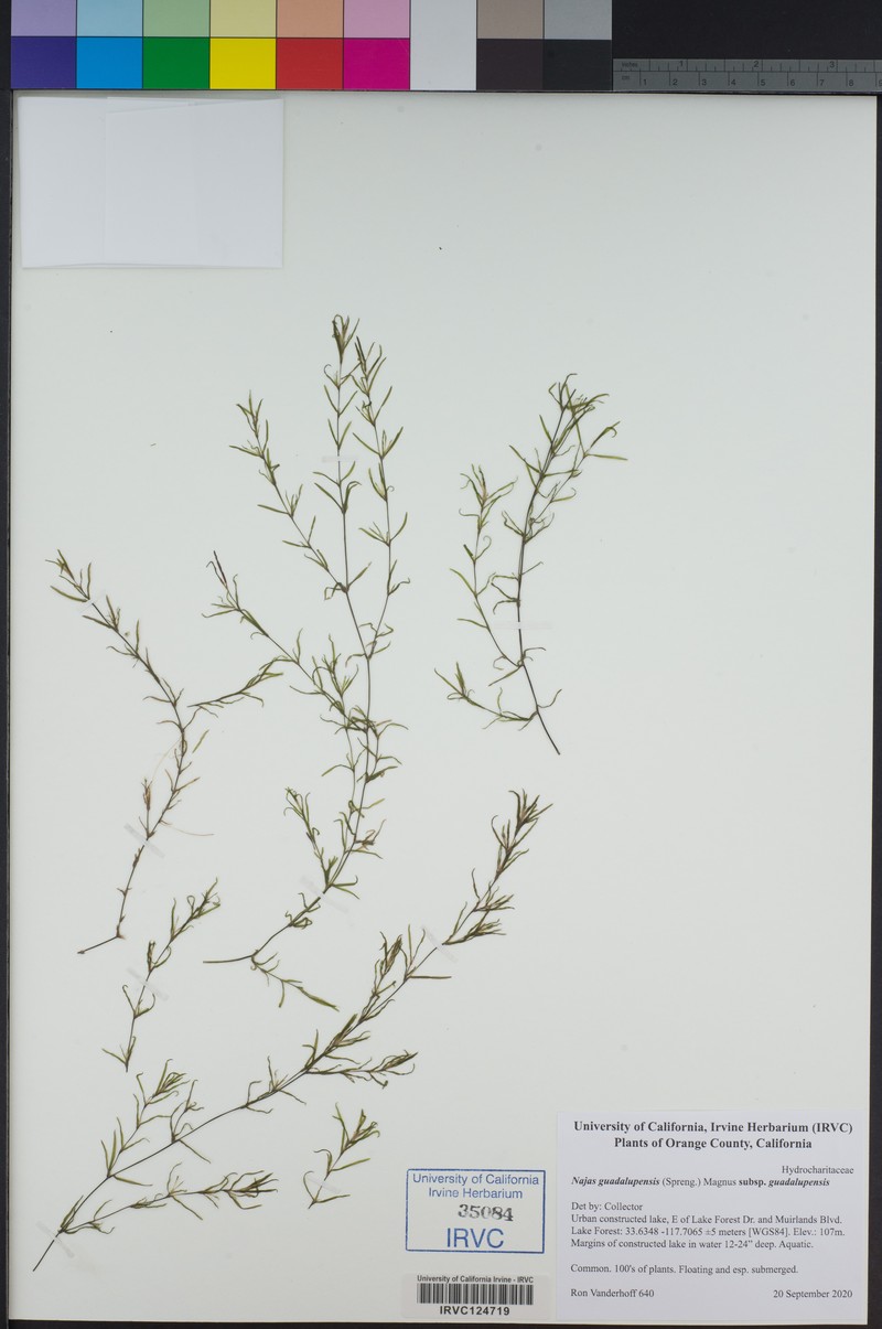 Najas guadalupensis subsp. guadalupensis photo 5