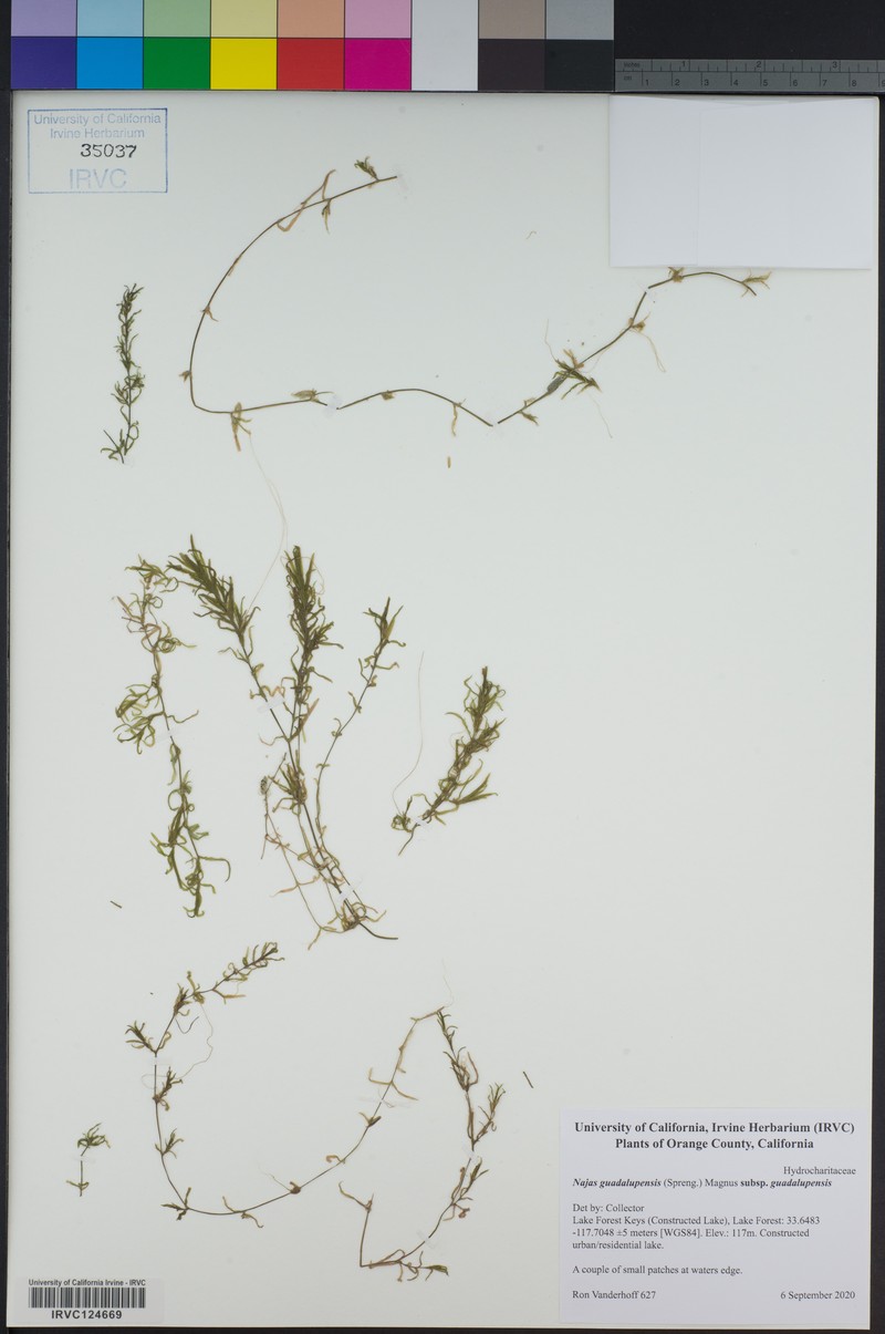 Najas guadalupensis subsp. guadalupensis photo 6