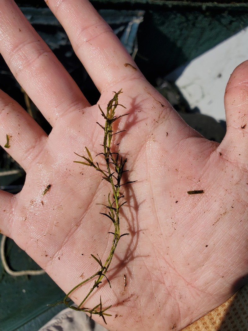 Najas guadalupensis subsp. olivacea