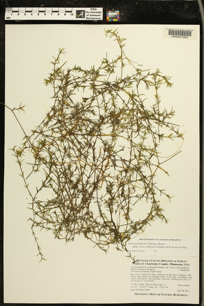 Najas guadalupensis subsp. olivacea photo 2