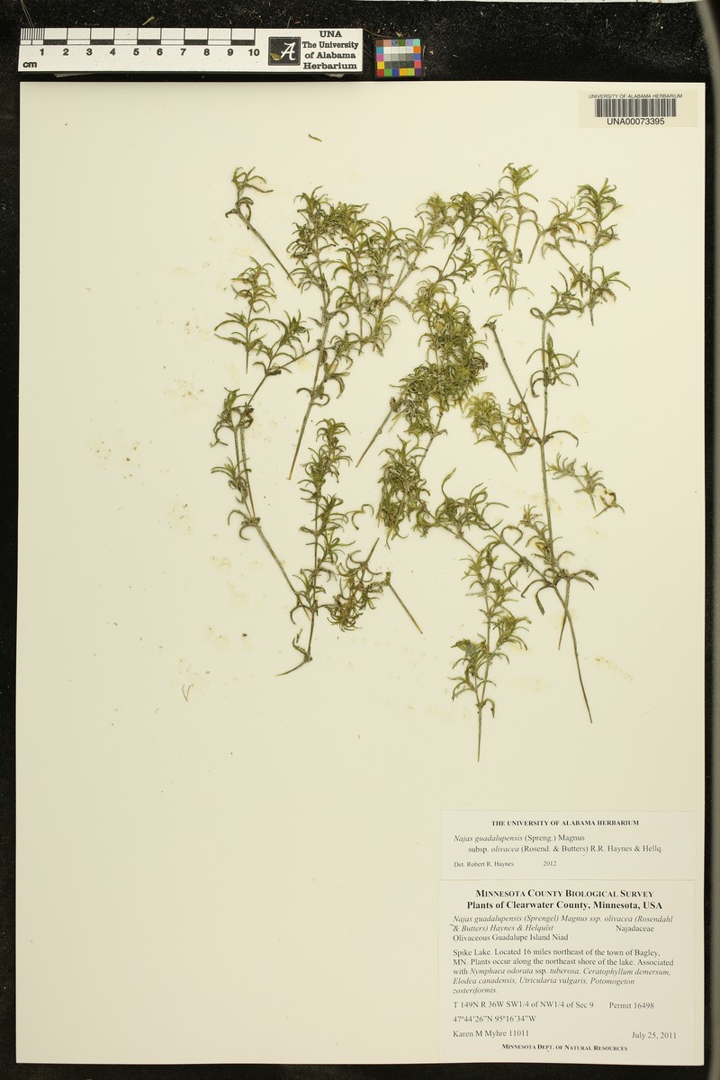 Najas guadalupensis subsp. olivacea photo 3