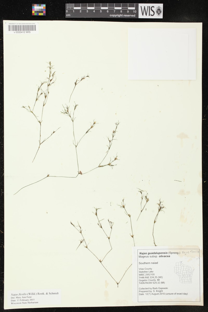 Najas guadalupensis subsp. olivacea photo 4