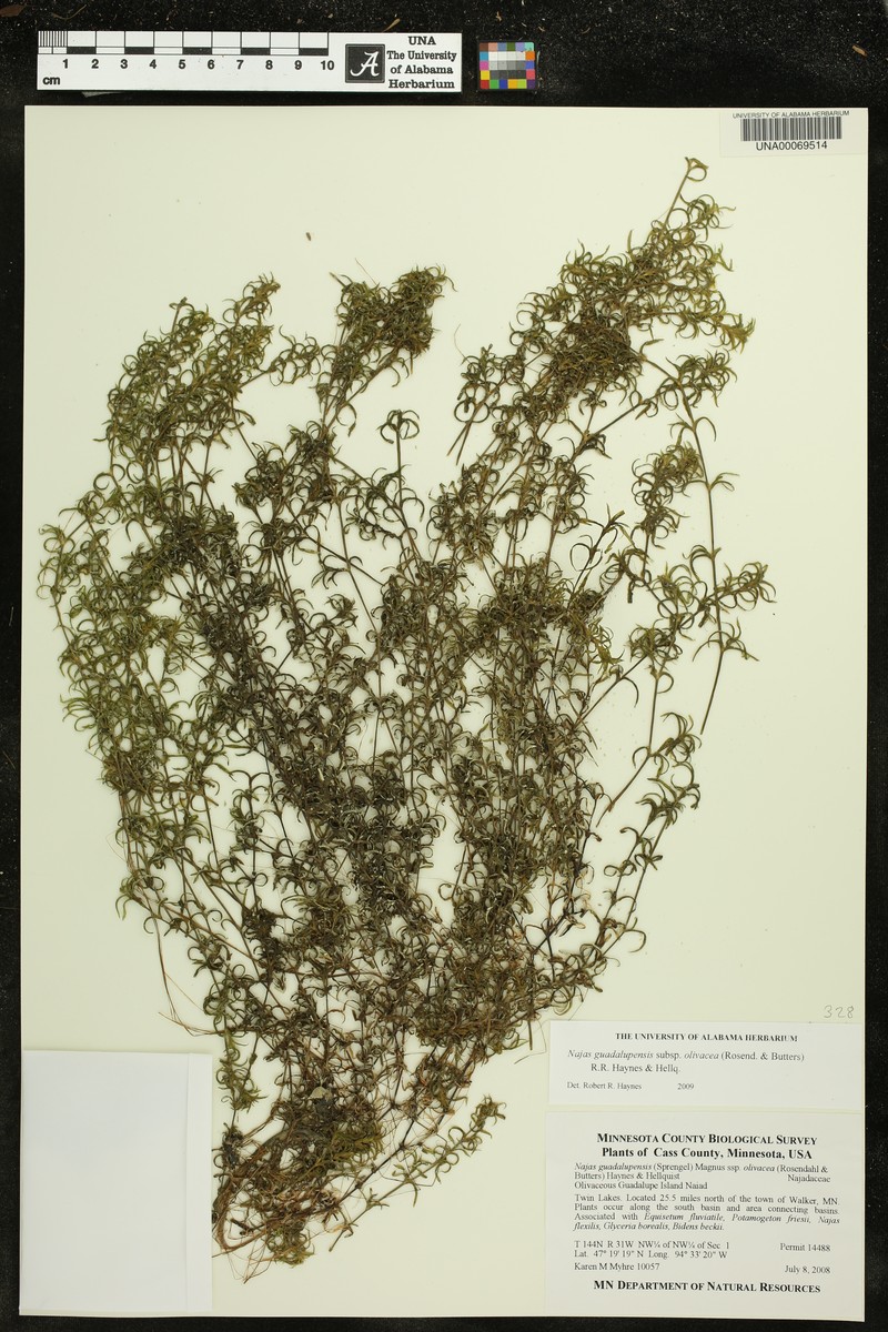 Najas guadalupensis subsp. olivacea photo 5