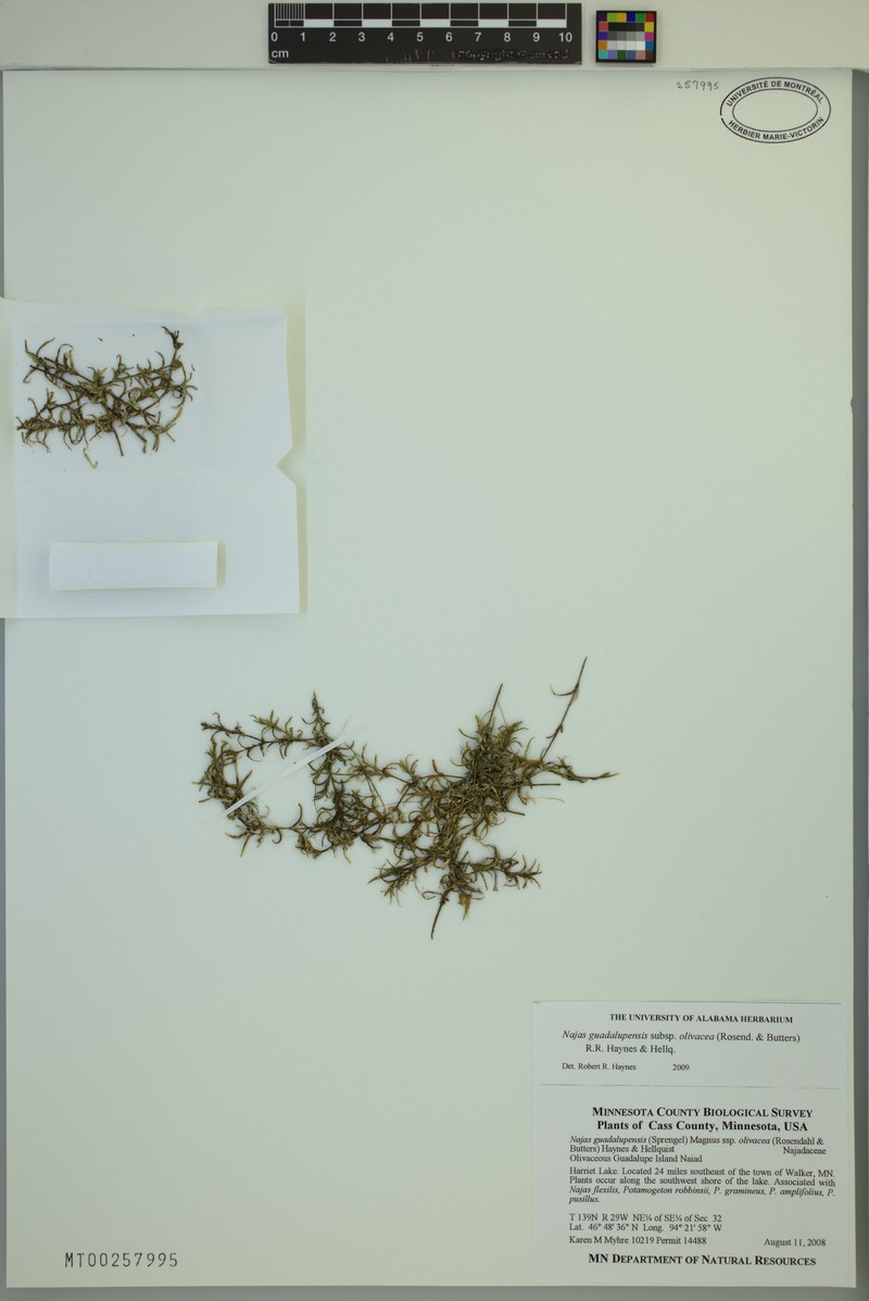 Najas guadalupensis subsp. olivacea photo 6