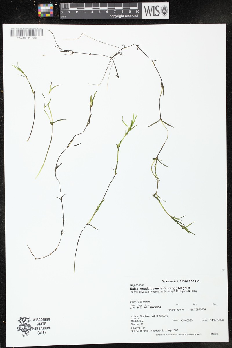 Najas guadalupensis subsp. olivacea photo 7