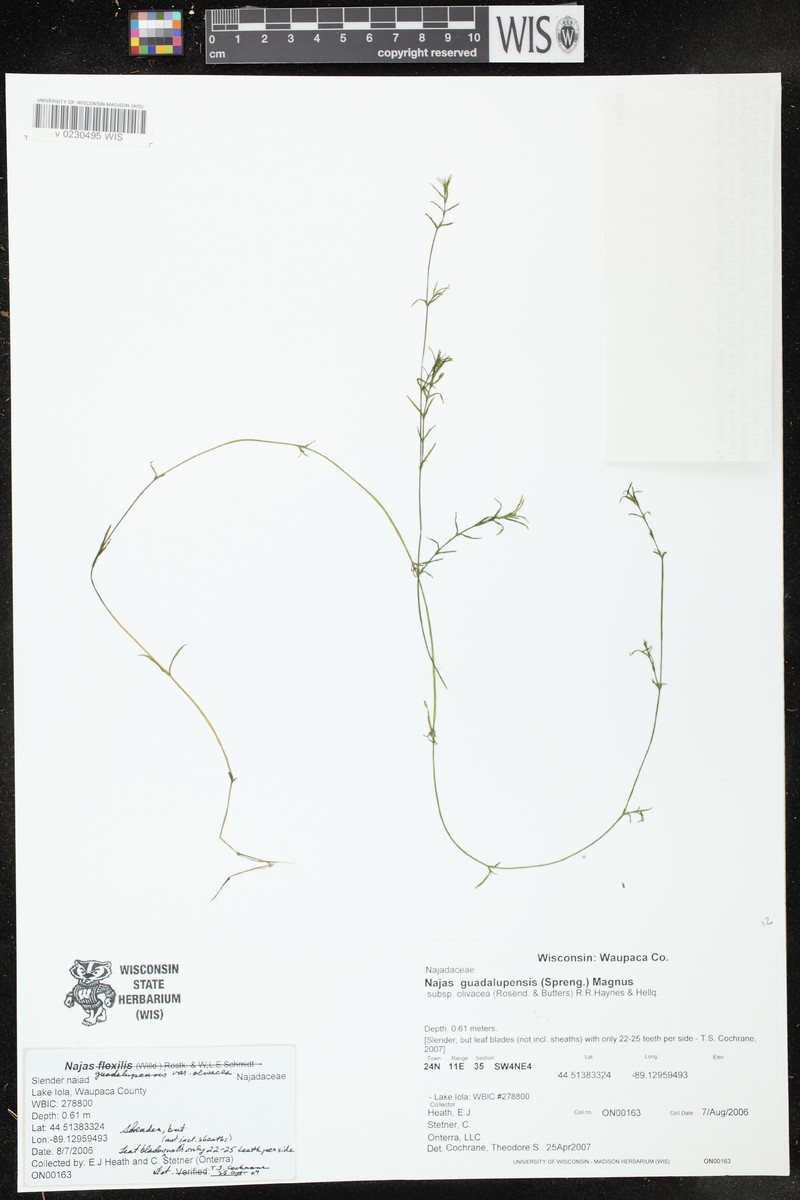 Najas guadalupensis subsp. olivacea photo 8