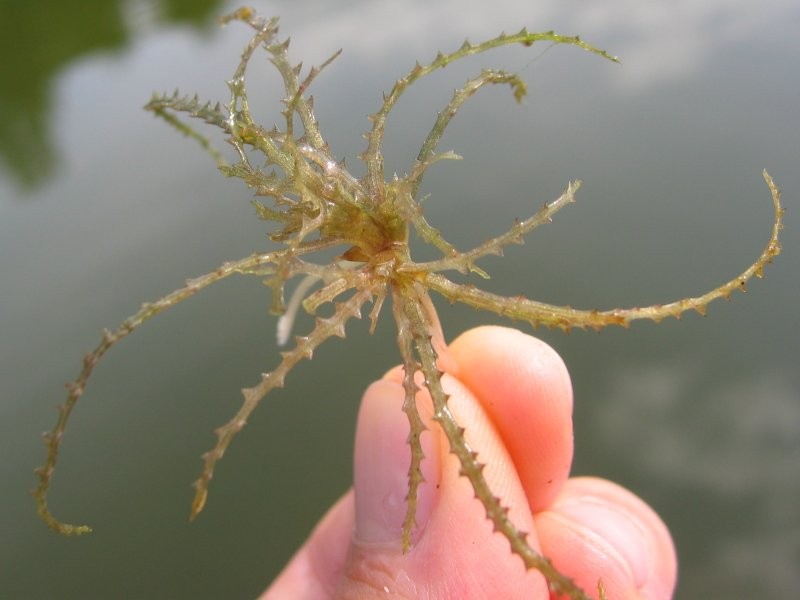 Spiny Naiad photo 3