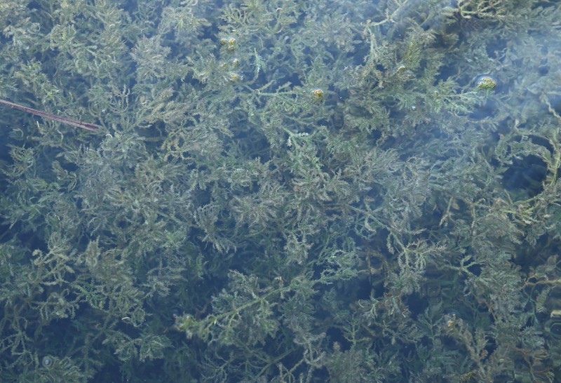 Spiny Naiad photo 4