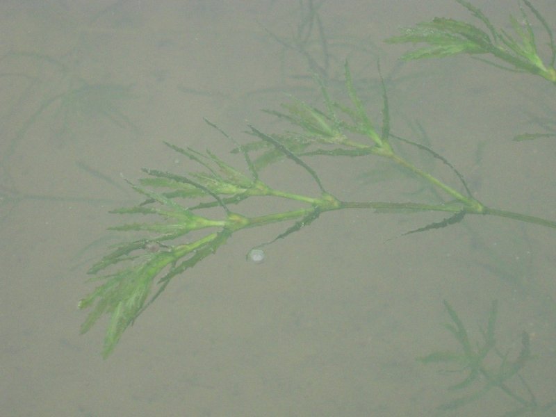 Spiny Naiad