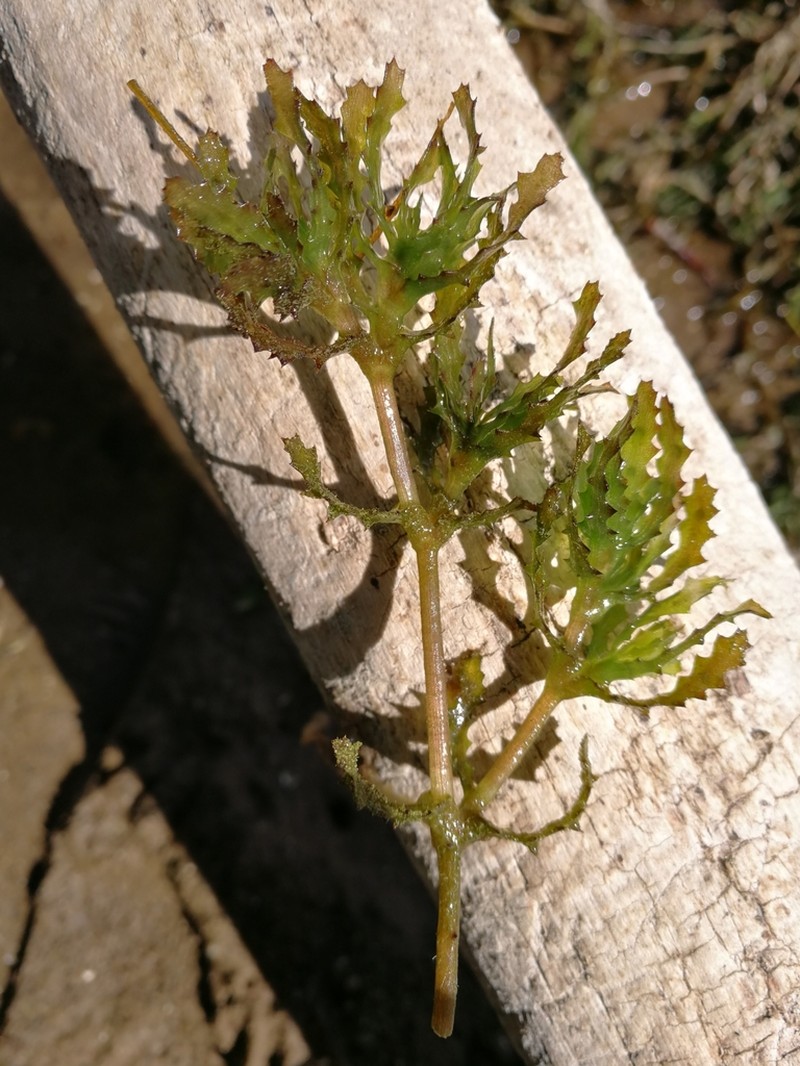 Spiny Naiad photo 2