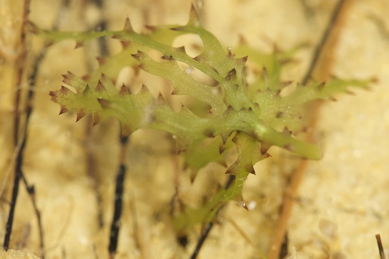 Spiny Naiad photo 3