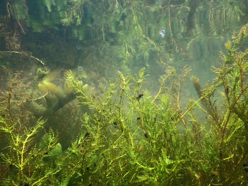 Spiny Naiad photo 4