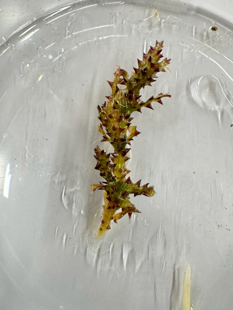 Spiny Naiad photo 7