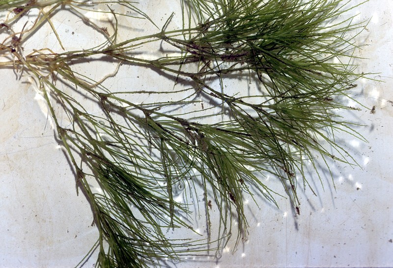 Brittle Waternymph