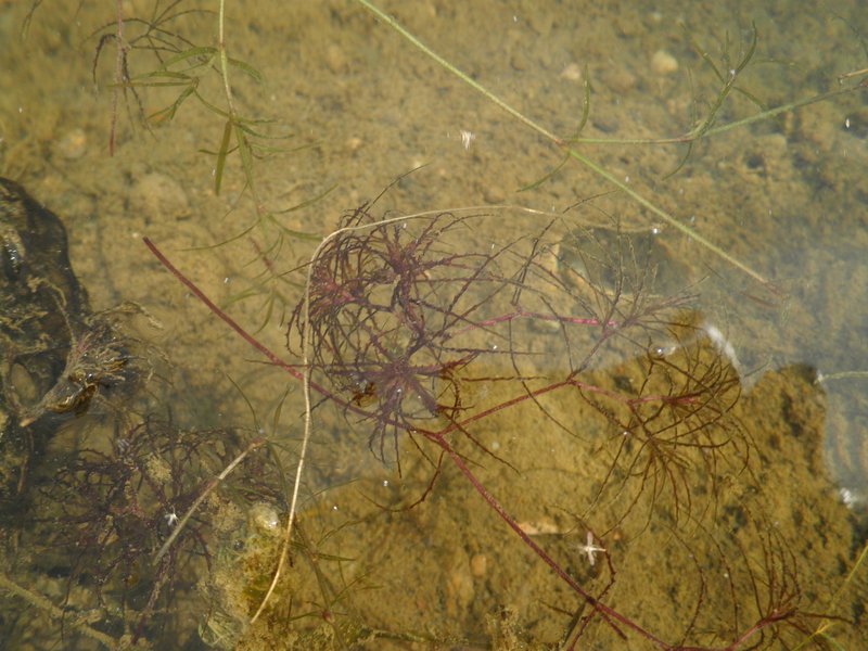 Brittle Waternymph photo 6