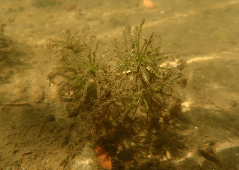Brittle Waternymph photo 7