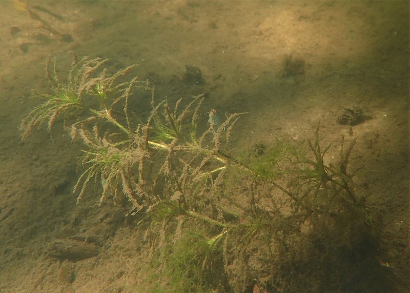 Brittle Waternymph photo 8