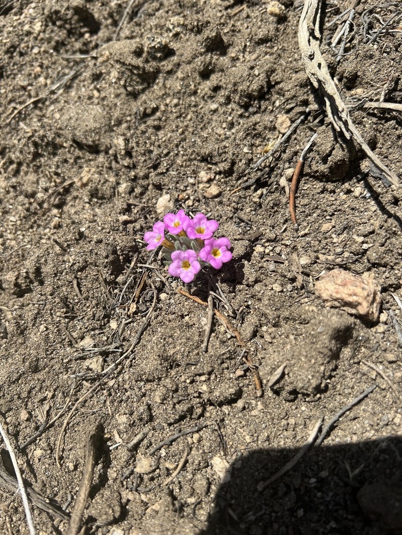 Ground Nama photo 3