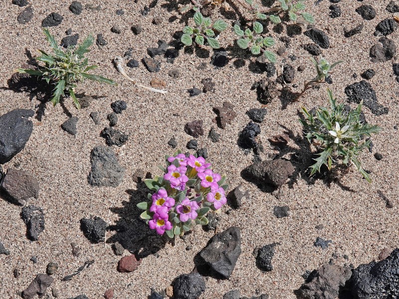 Ground Nama photo 4