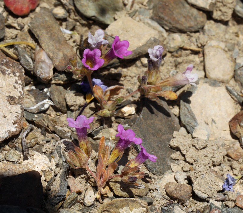 Ground Nama photo 6