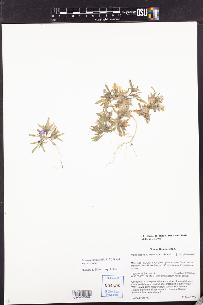 Nama aretioides var. aretioides