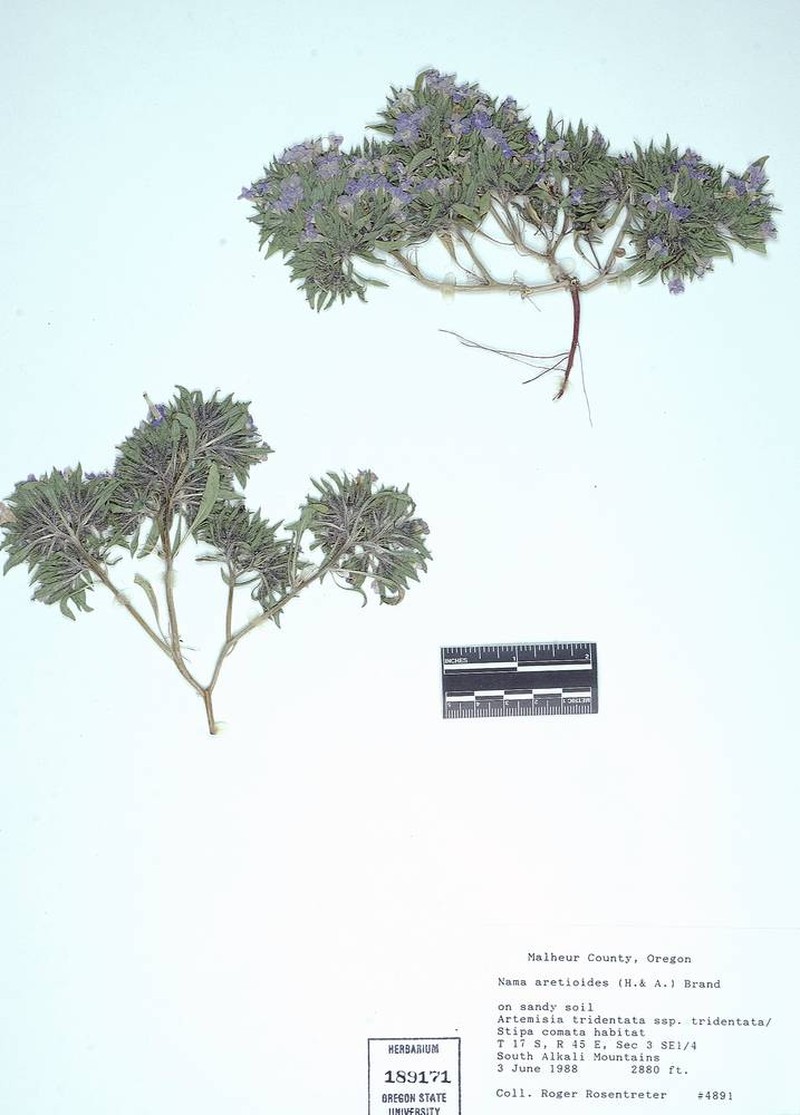 Nama aretioides var. aretioides photo 2