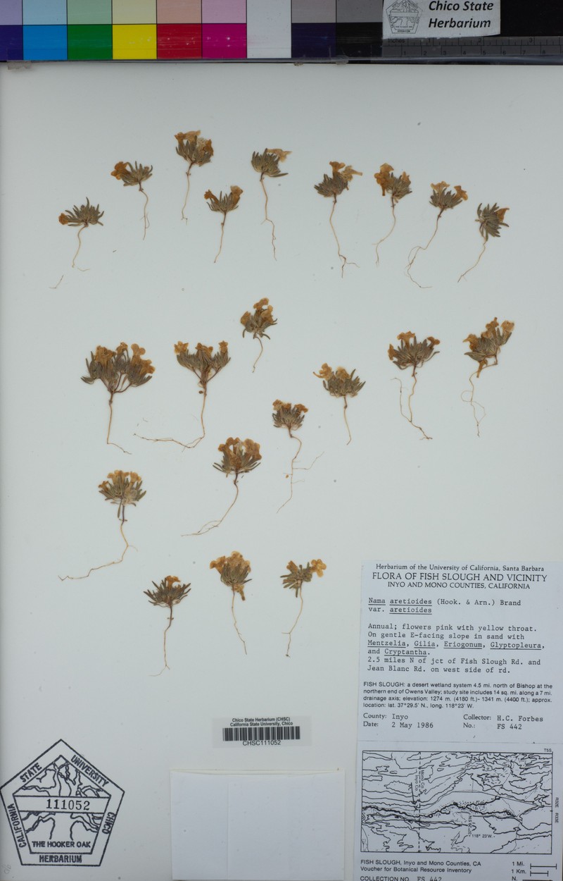 Nama aretioides var. aretioides photo 3