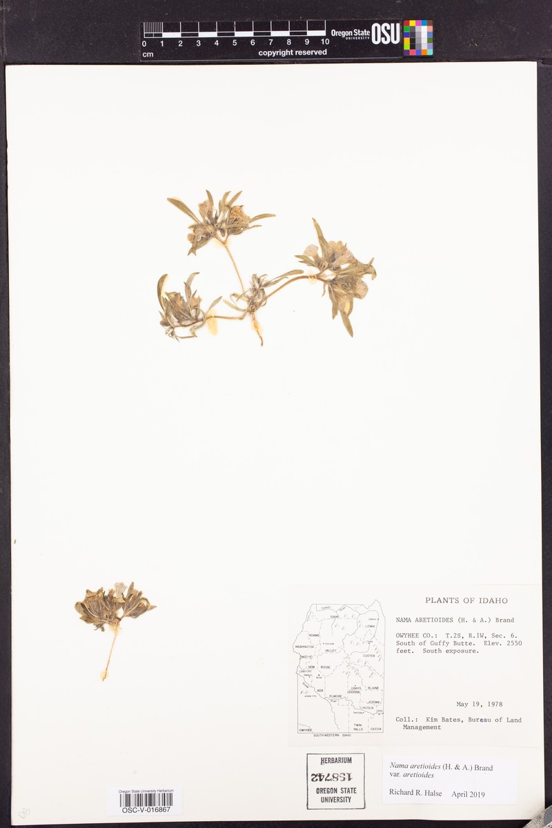 Nama aretioides var. aretioides photo 4