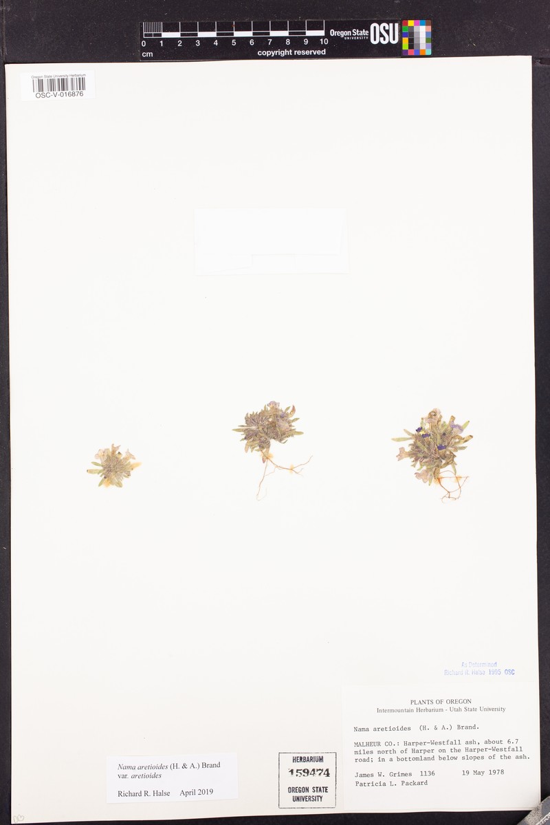 Nama aretioides var. aretioides photo 5