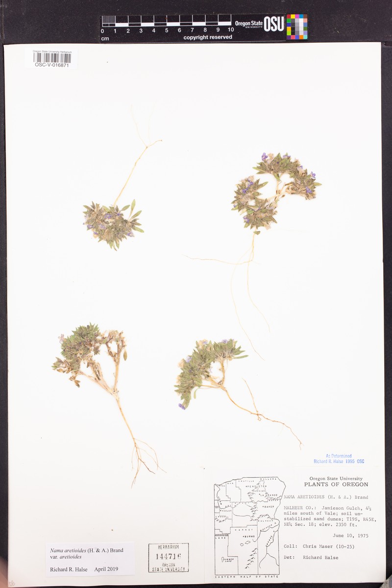 Nama aretioides var. aretioides photo 6