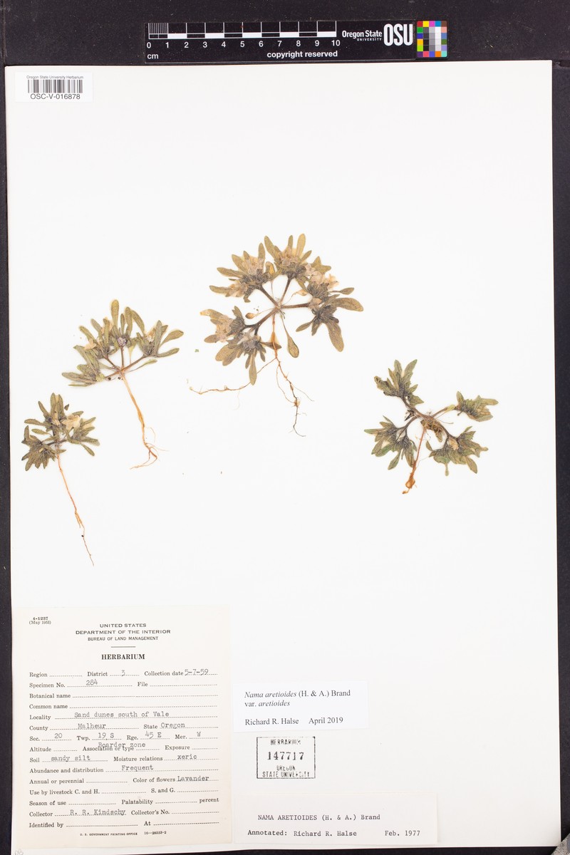 Nama aretioides var. aretioides photo 7