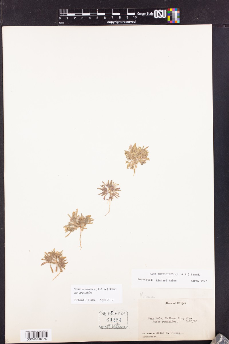 Nama aretioides var. aretioides photo 8