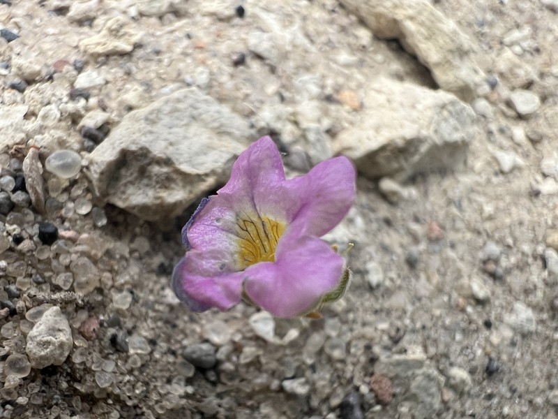 Nama aretioides var. multiflora