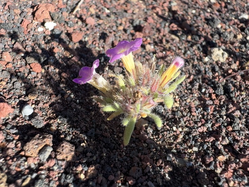 Nama aretioides var. multiflora photo 2