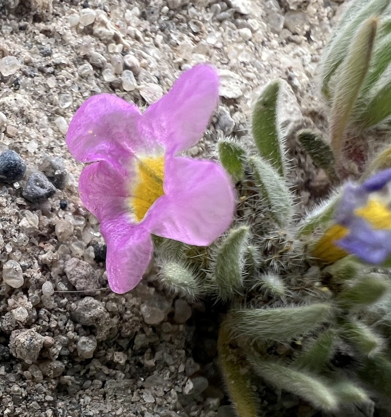 Nama aretioides var. multiflora photo 3