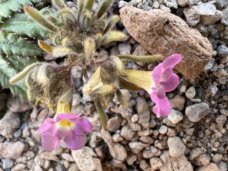 Nama aretioides var. multiflora photo 4
