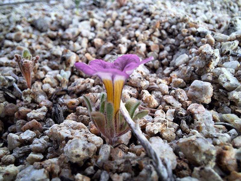 Nama aretioides var. multiflora photo 5