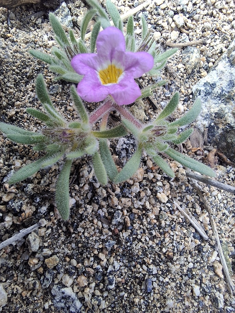 Nama aretioides var. multiflora photo 6