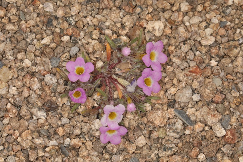Nama aretioides var. multiflora photo 7