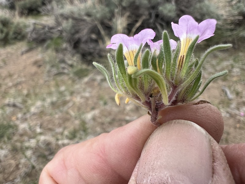 Nama aretioides var. multiflora photo 8