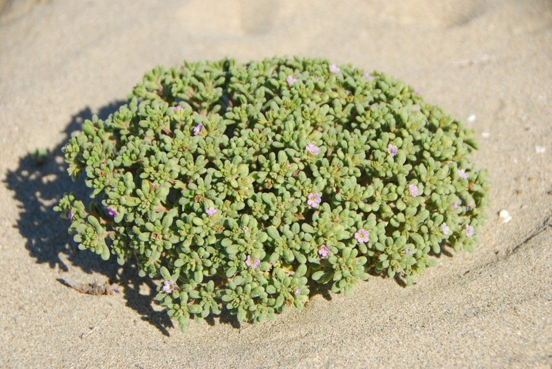 Nama asuncionensis photo 2