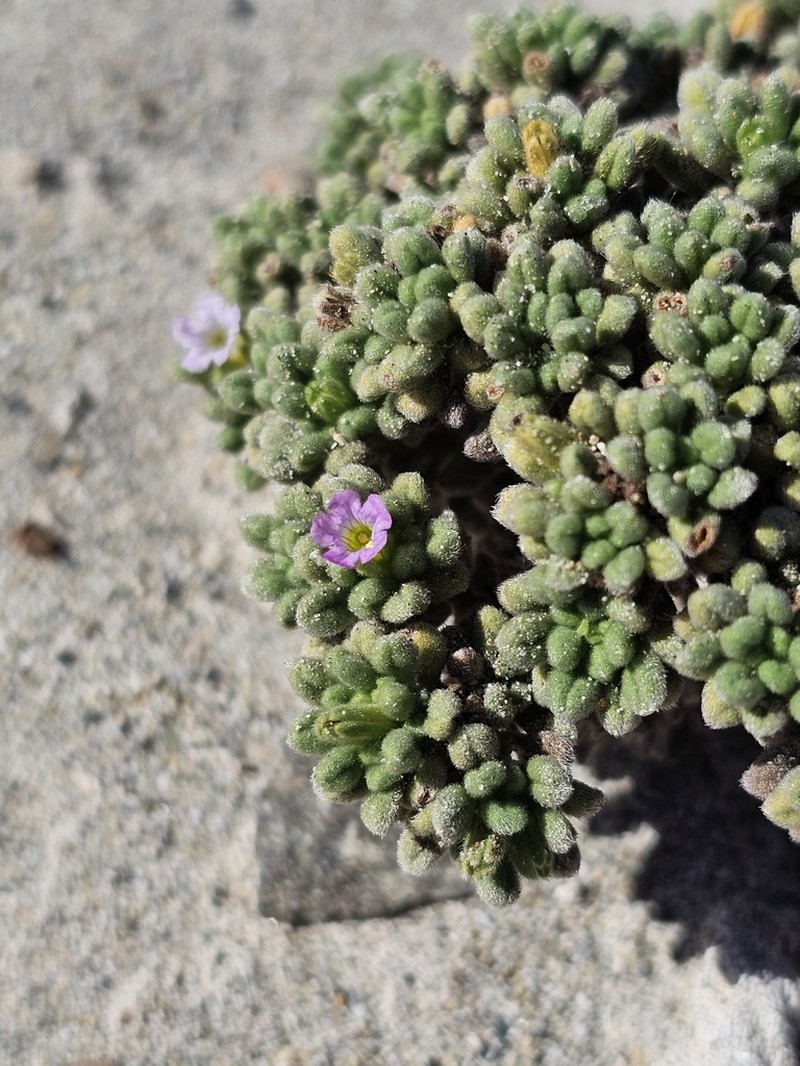 Nama asuncionensis photo 4