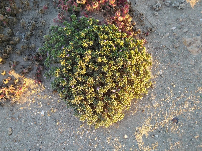 Nama asuncionensis photo 7