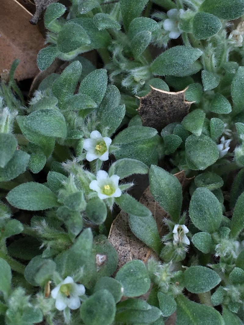 Nama californica
