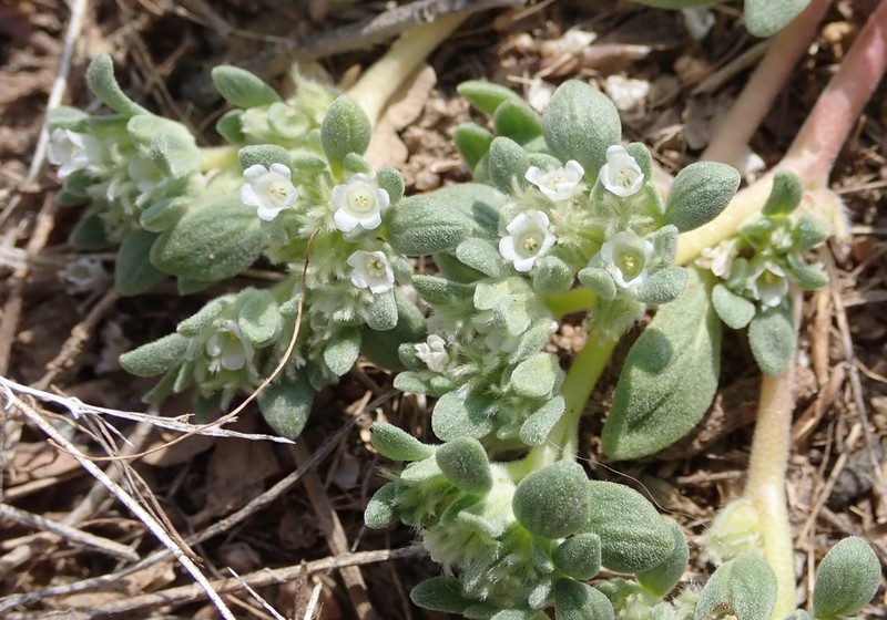 Nama californica photo 2