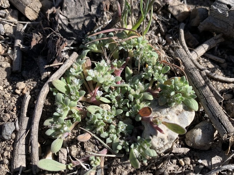 Nama californica photo 4