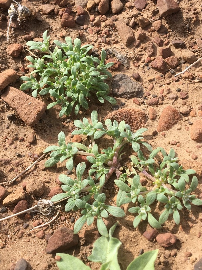Nama californica photo 5