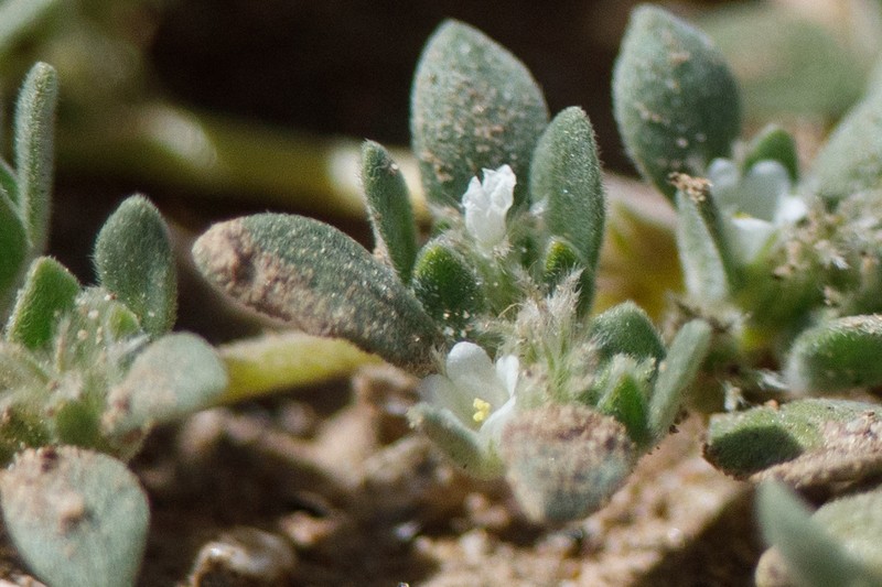 Nama californica photo 6
