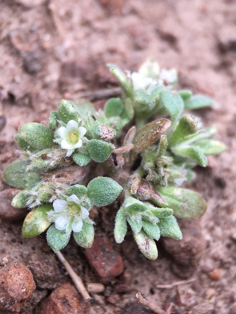 Nama californica photo 7