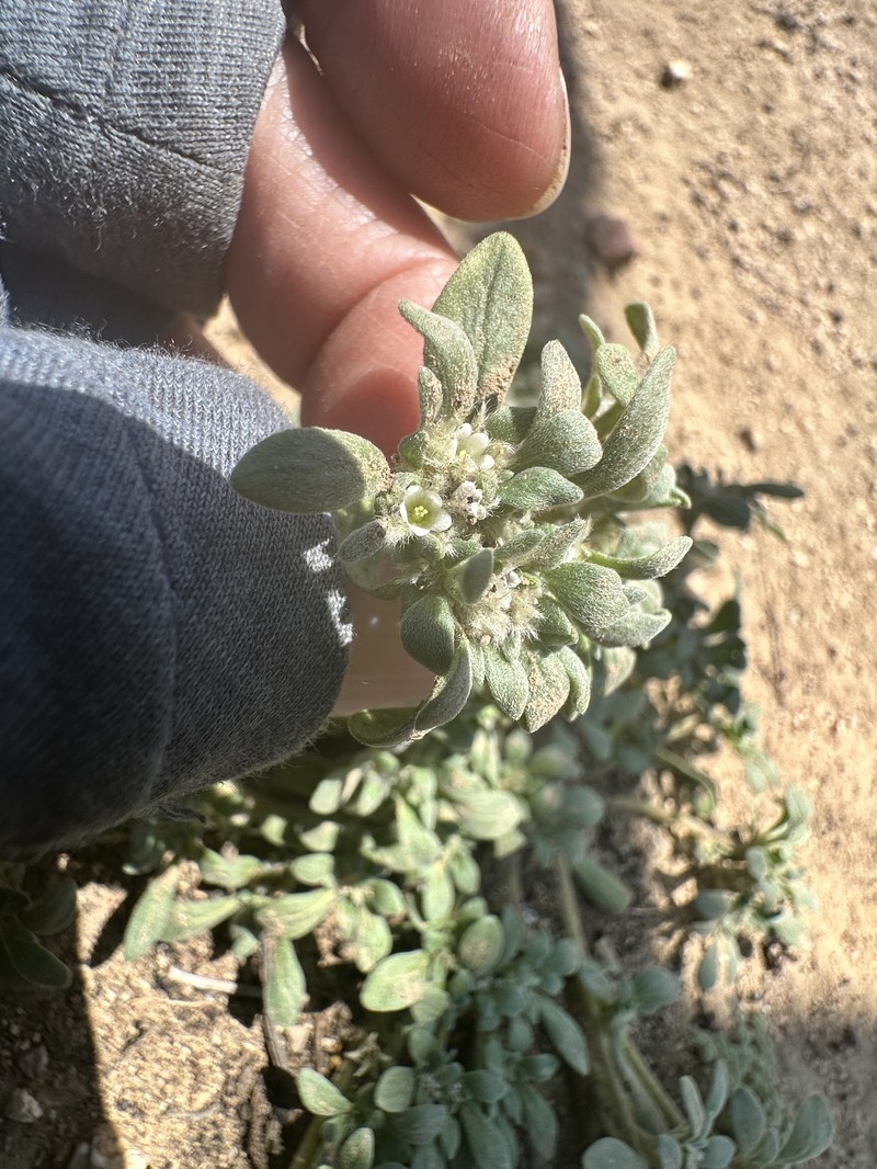 California Fiddleleaf